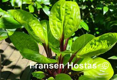 Hosta Lemon Snap